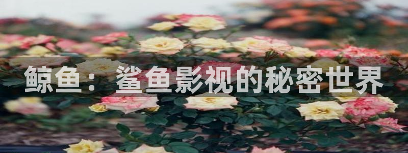 日韓影院歐美影院：鯨魚(yú)：鯊魚(yú)影視的秘密世界